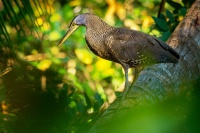 Bukac stredoamericky - Tigrisoma mexicanum - Bare-throated Tiger-heron o5874